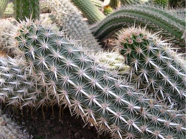 Stenocereus_eruca